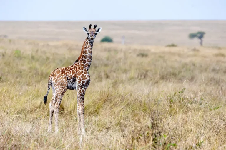 Giraffe