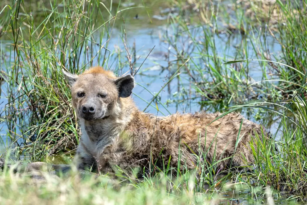 Hyena