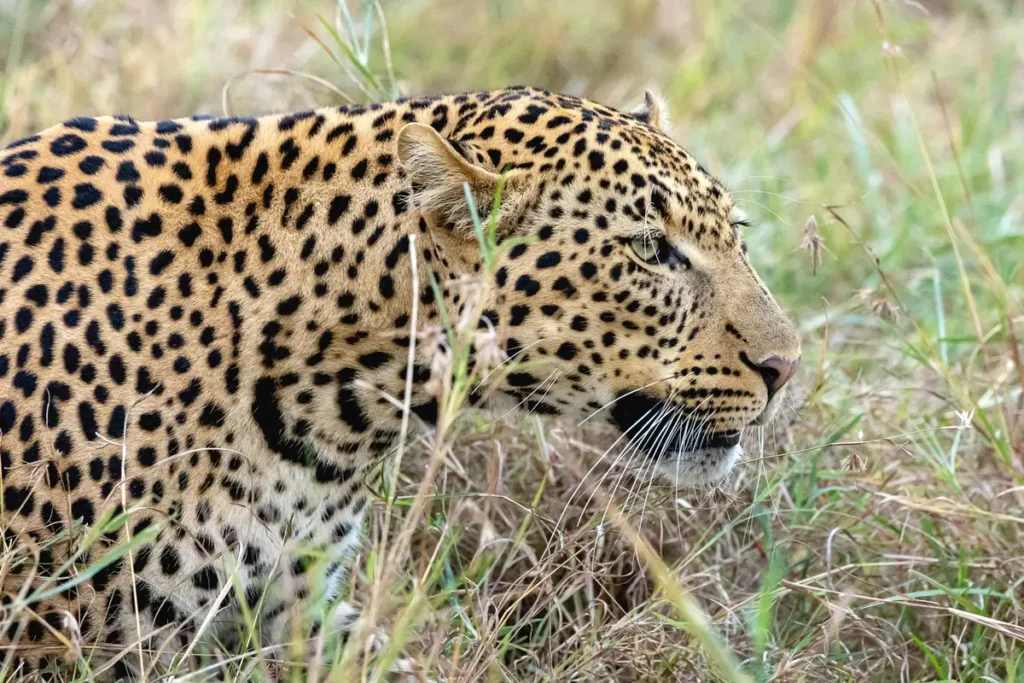 Leopard