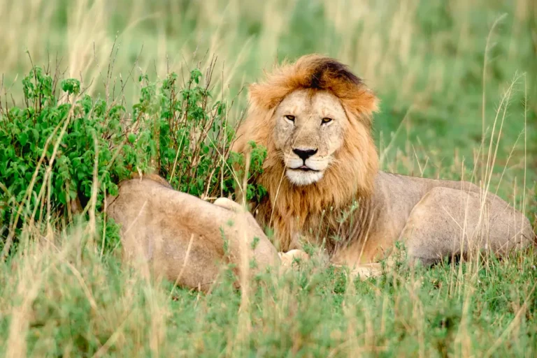 Lion