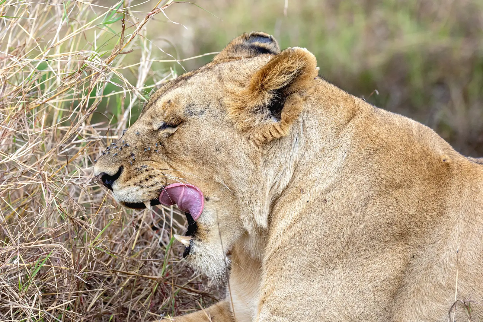 Lion