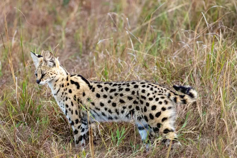 Serval