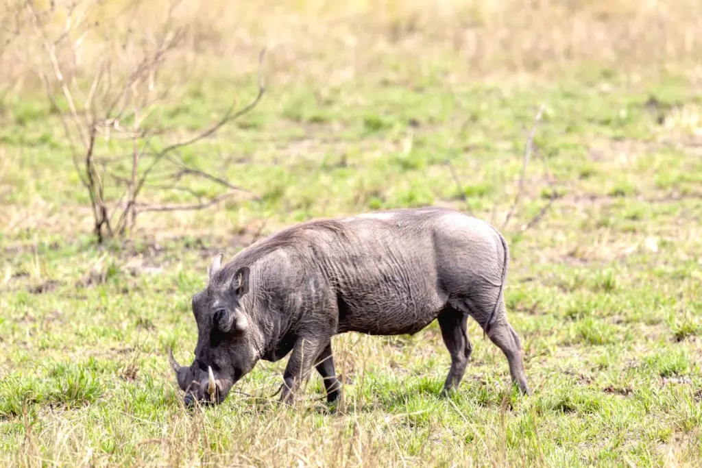 Witness The Great Serengeti Migration Warthog