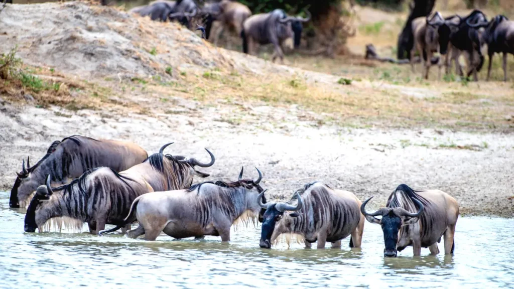 Witness The Great Serengeti Migration Wildebeest