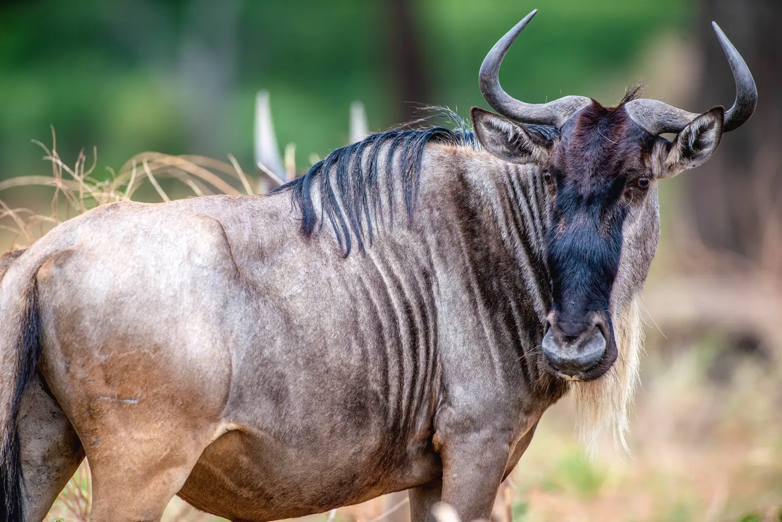 Wildebeest