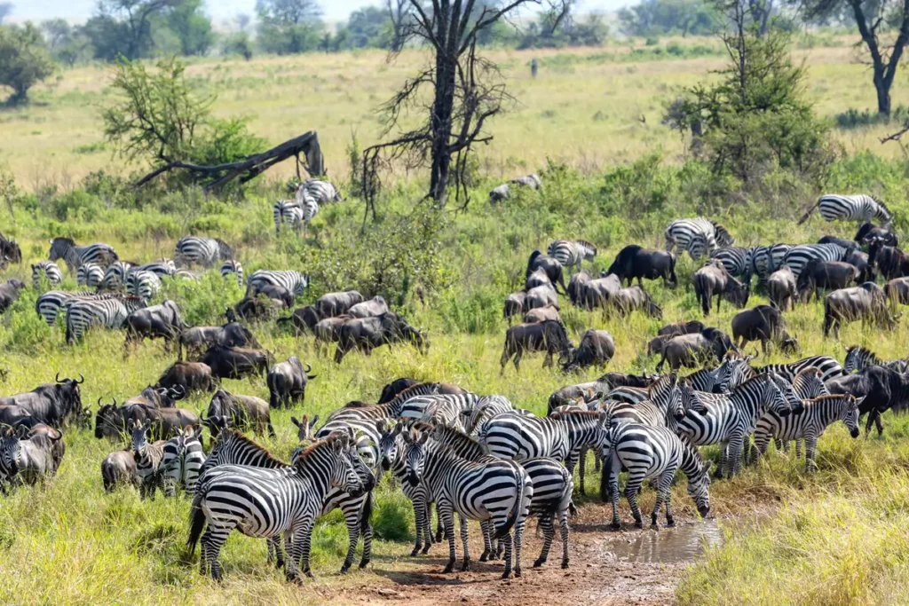 Zebra