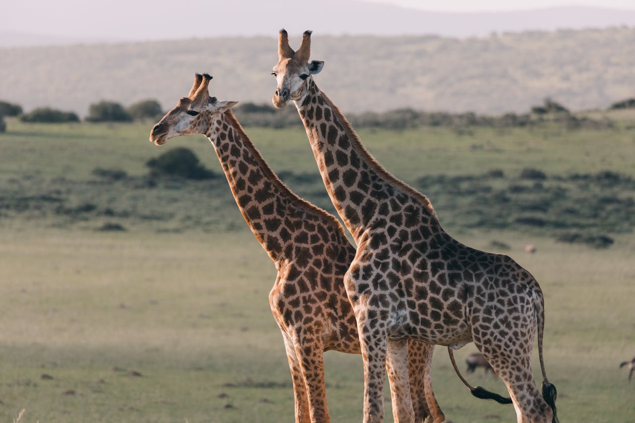 about-01 Two giraffes standing gracefully in the African savannah during the day.